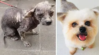 5 Amazing transformation after rescue