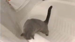 Funny Cat Falls Into Bathtub (Higgins the British Shorthair)