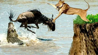 This Is What Happens When A Lion Goes Hungry! Can't Believe The Crocodile Battle The Lion