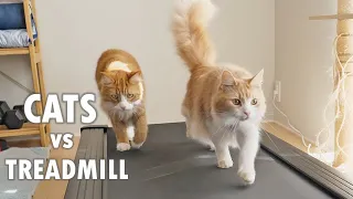 Walking our cats on the treadmill!