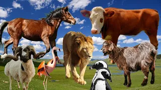 Animal World | Animal Planet | Animal Sounds | Familiar Animals | Bustling Animals | Cutest Animals