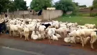 Sénégal - Marché au mouton