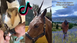Satisfying Equestrian Life TikTok Compilation 2022 #60