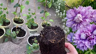 Clematis cuttings in November.