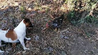 Jack Russel playing with a chicken