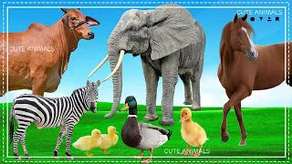 Lovely Animal Sounds: Cow, Elephant, Zebra, Ducks, Horse | Animal Moments