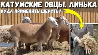 Линька Катумских овец / Куда использовать овечью шерсть
