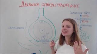 Двойное оплодотворение у покрытосеменных растений