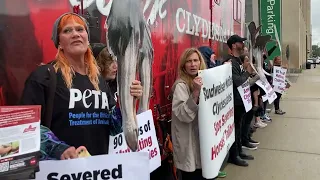 PETA protests Budweiser, claims abuse of Clydesdale horses