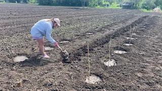 НАЛЕТІЛА ТУЧА З БДЖІЛ😱САДЖАЮ КВАСОЛЮ В ЛЕГЕНДАРНОМУ МЕТОДІ ТЯП-ЛЯП👍🏼ЗНОВУ СТРАШНИЙ УРОГАН😭