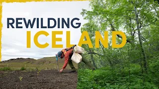 We’re Bringing Back Iceland’s Forgotten Forests