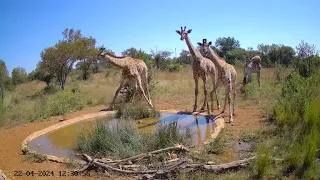 Wonderful giraffe family this morning.