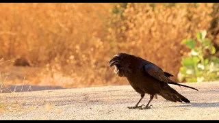 Female raven making different sounds