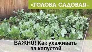 Голова садовая - ВАЖНО! Как ухаживать за капустой