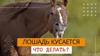 Лошадь кусается - видео урок (обучалка). Что делать?