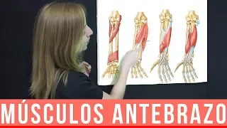 MÚSCULOS DEL ANTEBRAZO ANATOMÍA + MNEMOTECNIA  | Mentes Médicas