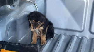 Terrified After Abandoned, Little Puppy Was Shocked And Kept Hiding Himself In A Corner In My Car...