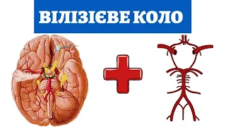 Кровопостачання головного мозку | Вілізієве коло |