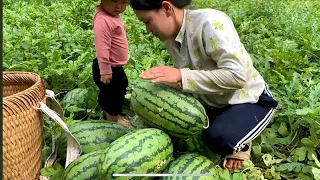 Harvesting Giant Melons for the first time with my Son. Daily life- ly tieu minh