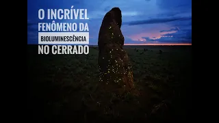 O Incrível Fenômeno da Bioluminescência no Cerrado - Parque Nacional das Emas