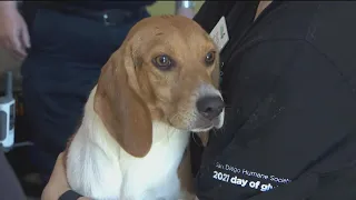 Rescued beagles under the care of the San Diego Humane Society