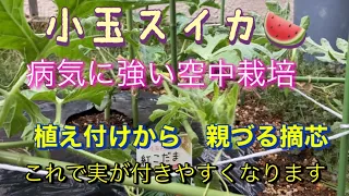 小玉スイカ🍉【病気に強い空中栽培　(これで実が付きやすくなります)植え付けから親づる摘心までの成長記録