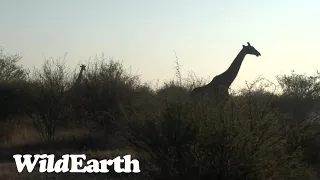 WildEarth - Sunrise Safari - 24 June 2023