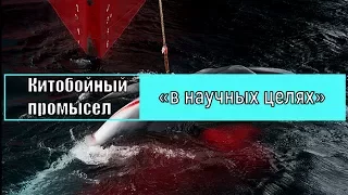 Китобойный промысел Японии «в научных целях»