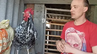 Петух 🐔 весом с поросёнка, ливенская мраморная.