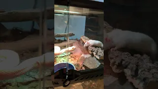 Live Feeding My Venomous Albino Western Diamondback Rattlesnake A Mouse! | R.I.P Mouse 🐁🐍