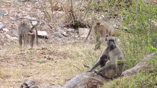 Daaxuur , daanyeer/ baboon, monkey