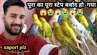 Bajri tote ki breeding progress#budgies#birds#youtube vedio