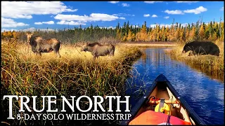 8-Day / 175km Solo Wilderness Fishing Trip: Walleye & Wildlife in the Far North