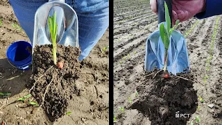 PCT Shorts: Check Your Stands…Did Planting Depth Affect Your “Neighbors?”