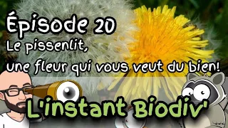 Ep20 le pissenlit, une fleur qui vous veut du bien!