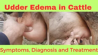 Udder Edema in Cattle | Symptoms, diagnosis and treatment | Differential diagnosis with mastitis |