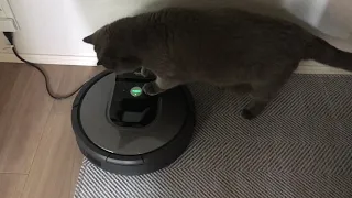 長押し再起動する猫とルンバ　Cat rebooted ROOMBA