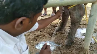 Teat obstruction removal in a buffaloe