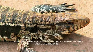 Lizards facts #lizard #funfact #kidsvideo #kidslearning #amazingfacts #reptileworld #reptilefacts
