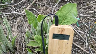 Elecampane Sings with Music of the Plants Bamboo M Device