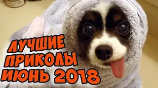 Самые лучшие приколы ИЮНЬ 2018 без мата │Смешные видео моменты рассмешат до слез👍