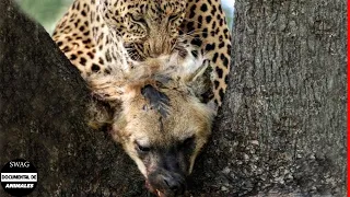 El Leopardo Ataca Y Se Come A La Hiena Para Vengarse Y ¿Qué Sucede Después? | Animales Salvajes