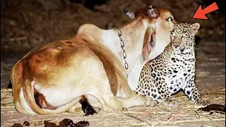 Farmer set up a camera to understand why a leopard visits his cow at night. The reason was shocking