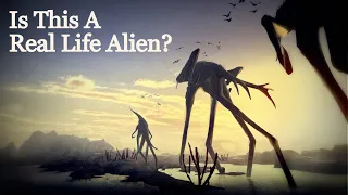 What Alien Life On Other Planets Would Look Like