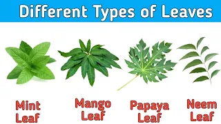 Leaves Names in English | Different Types of Leaves with Name and Picture | Leaves Name in Hindi