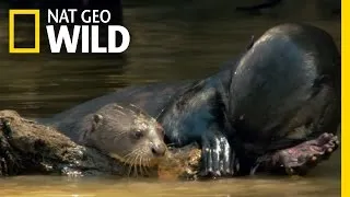 A Baby Otter Learns to Swim | Destination WILD