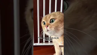cats can talk ☺️ (video not mine btw)