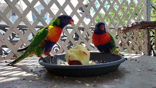 Lorikeets Enjoying Apple