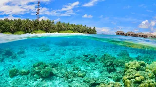 Подводный мир Fihalhohi Island, Maldives, март 2021. Акулы, манты и др. Съемка на GoPro Hero 9Black