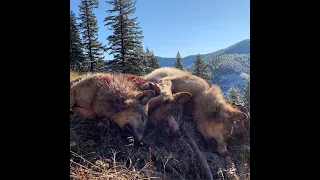 2019 North Idaho Wolf and Shed Hunting Brandon Pitcher ( The Triple )